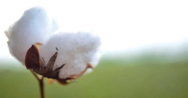 Stickiness in cotton