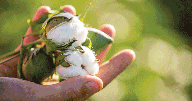 Cotton demand to pick up