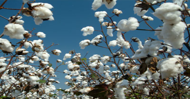 New cotton finishing technology