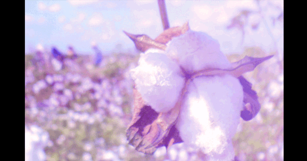 Safeguarding future of Egyptian Cotton brand