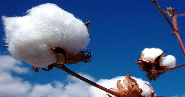 Rising cotton price to hit margins of textile cos