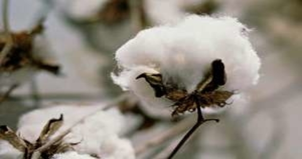 Need to create more demand for cotton