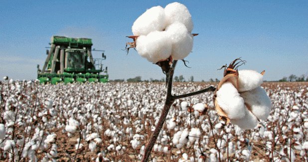 India shaping to be market for US cotton