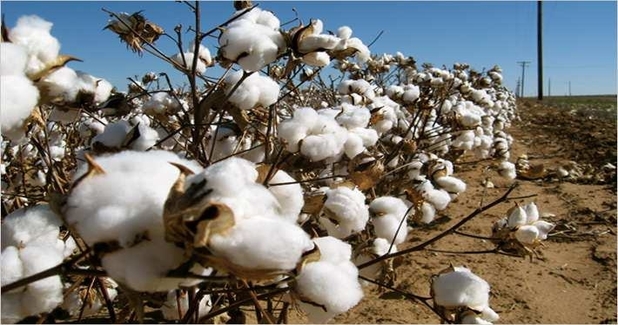 MSP on kharif cotton of 2019-20 season hiked