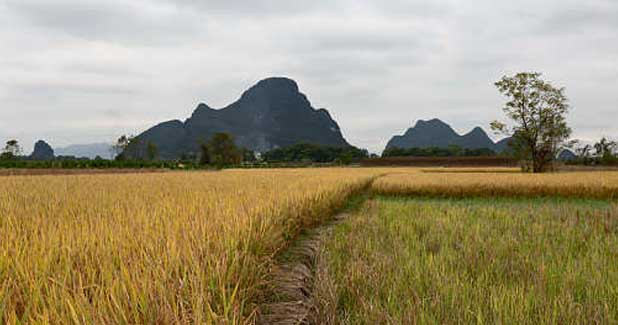 Move to make textile fibre from paddy straw