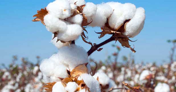 CCI to enter Punjab to procure cotton after 4 years