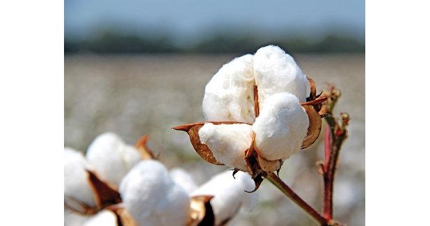 CAI estimates cotton crop for 2019-20 season at 354.50 lakh bales