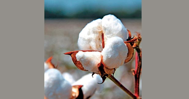 CAI estimates cotton crop for 2019-20 season at 354.50 lakh bales