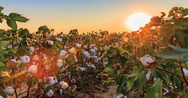 COTTON USA, Oritain ink partnership for traceability