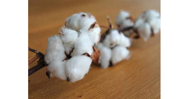 Scientists growing cotton with new hues to suit textile mill needs