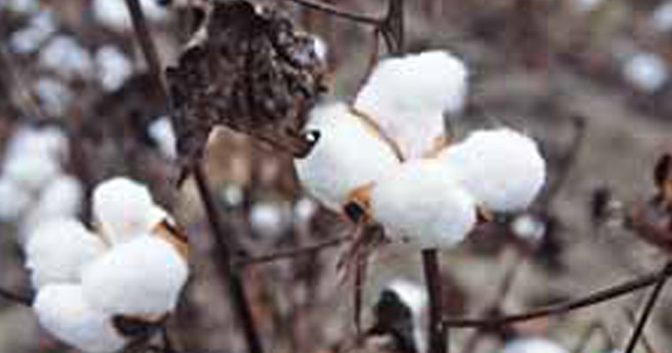 China deal and cotton