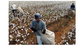 Bid to stem fall in cotton output