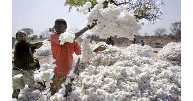 Brazilian cotton prices up 22.6% in 2016