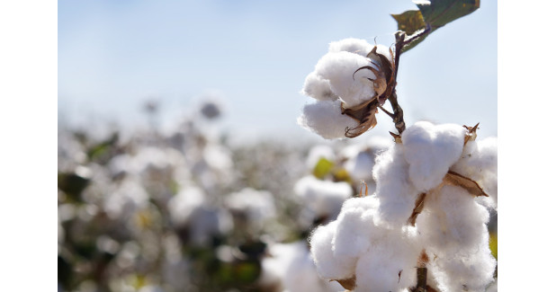 Bumper cotton crop in Texas?