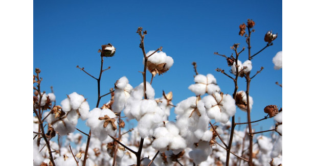 CAI estimates cotton crop at 367 lakh bales