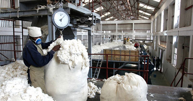 CAI puts cotton crop at 341 lakh bales