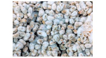 CICR plans 15 desi cotton seeds