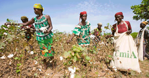 CmiA certifies 40% cotton produced in sub-Saharan Africa