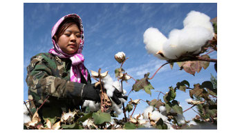 China?s cotton import dips 29%