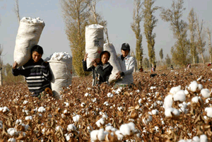 Cotton prices fall, acreage rises