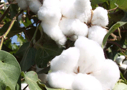 Cotton prices stable; haze over China’s policy