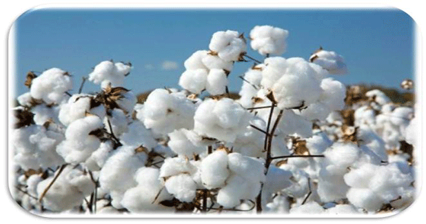 Steady rise in Indian cotton prices