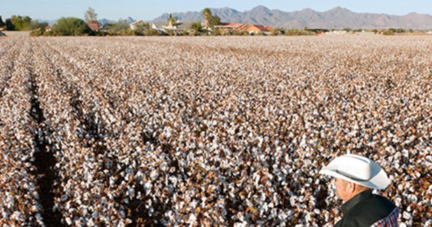 US cotton output to rise