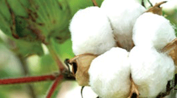 Organic Cotton Accelerator gets going