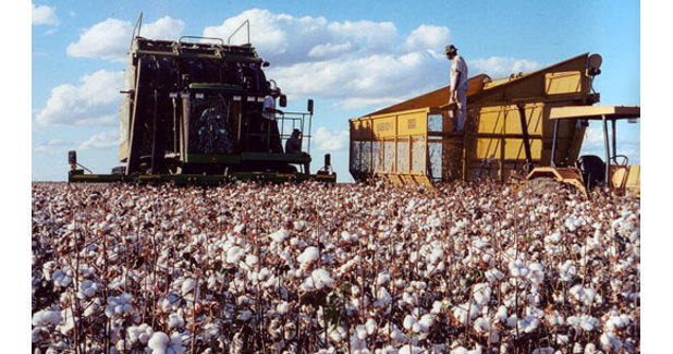 Cotton production receives boost