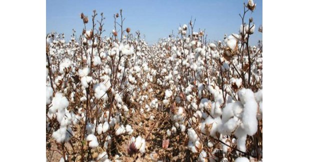 Farmers switch to cotton from soya