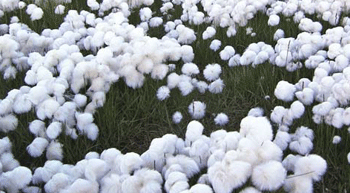 Global cotton stocks may go up 11%