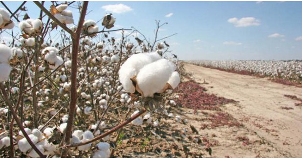 Global cotton meet in March 21-23, 2018