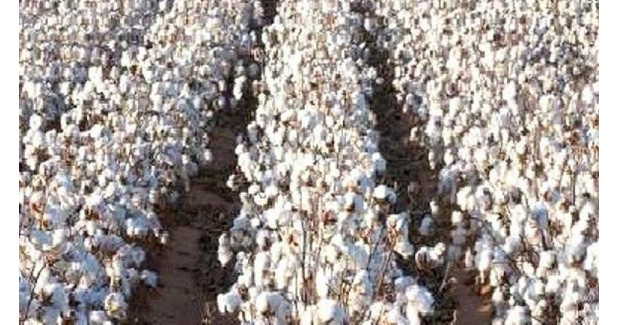 Hyderabad firm buys Monsanto’s cotton seed biz