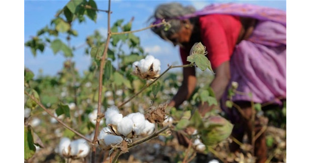 ID cards to get MSP for Telangana cotton farmers