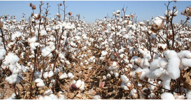 India’s cotton crop put at 37.5 mn bales