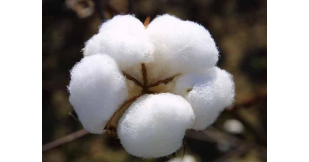 India’s first Bt cotton developed