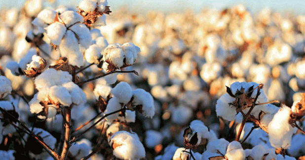 India to carry comfortable cotton closing stock