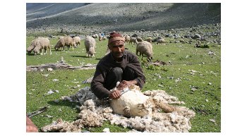 Kashmir wool market hit