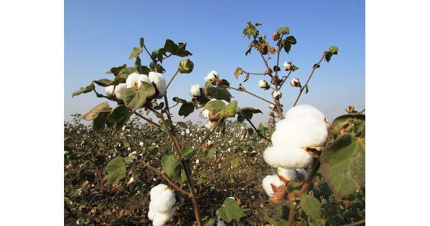 MCX, NITMA partner for cotton derivatives education