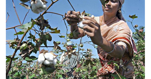 Is MSP unsettling cotton spinners?