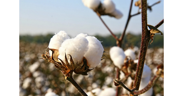 Uncertainty over cotton prices in 2017/18