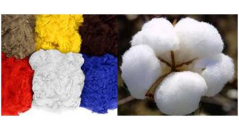 Cotton Stabilises, Polyester Dips