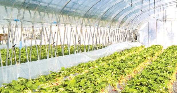 Nonwoven crop covers offer benefits galore