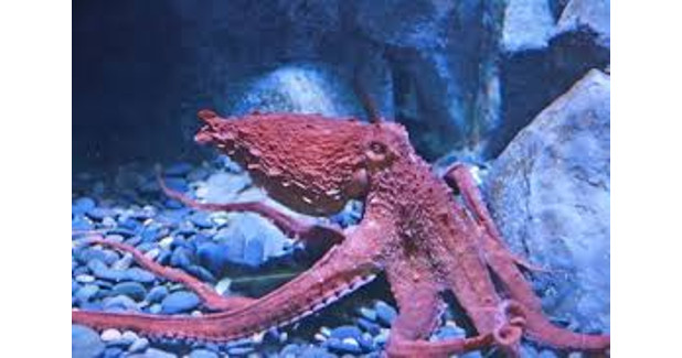 Octopus-inspired camouflage material