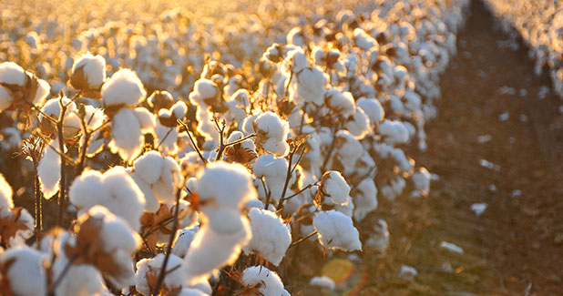 Organic cotton market grows by 67%