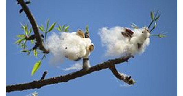 Pak’s cotton output up 7.2%
