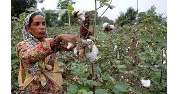 Pak cotton output may rise