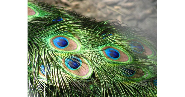 Peacock inspires textile coloration process