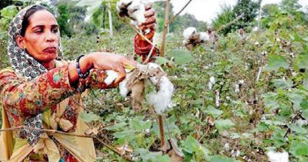 Punjab sets target of 4 lakh ha under cotton