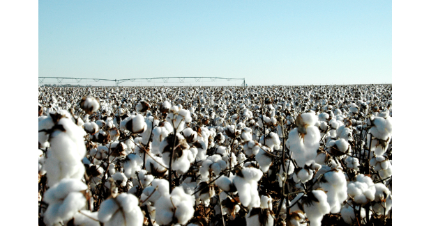 Texas awaits bumper cotton crop